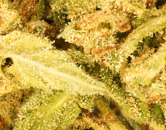 Banana Cream [Sous-serre]