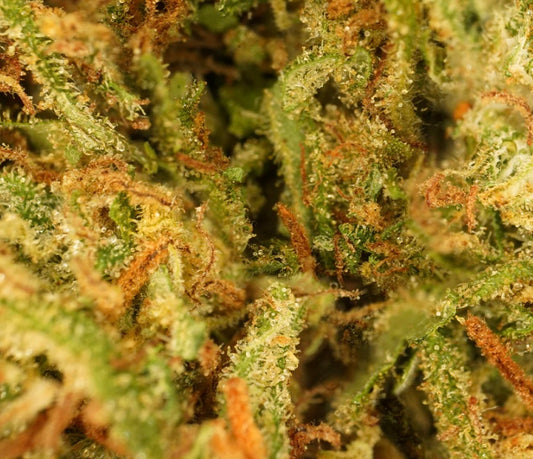 Cali Grape [Intérieur]