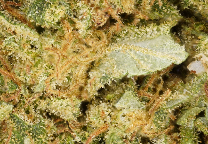 Gorilla Glue [Intérieur]