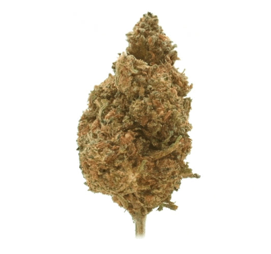Jack Herer [Sous-serre]