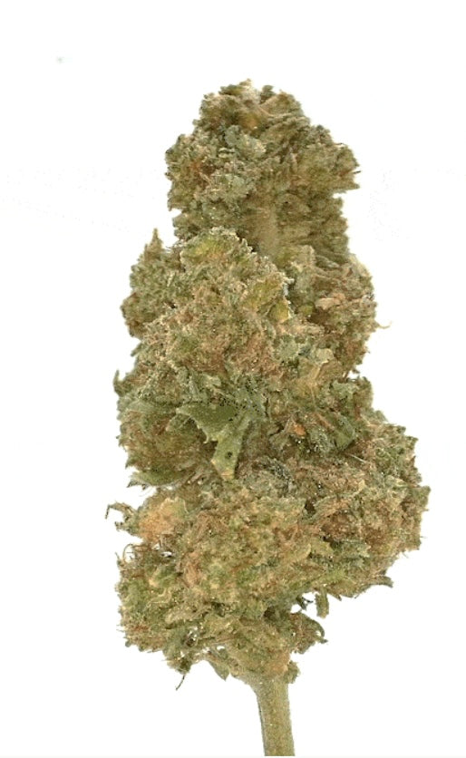 Gorilla Glue [Intérieur]