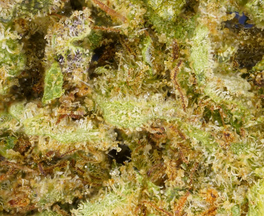Critical [Intérieur]